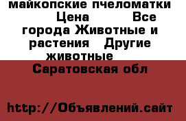  майкопские пчеломатки F-1  › Цена ­ 800 - Все города Животные и растения » Другие животные   . Саратовская обл.